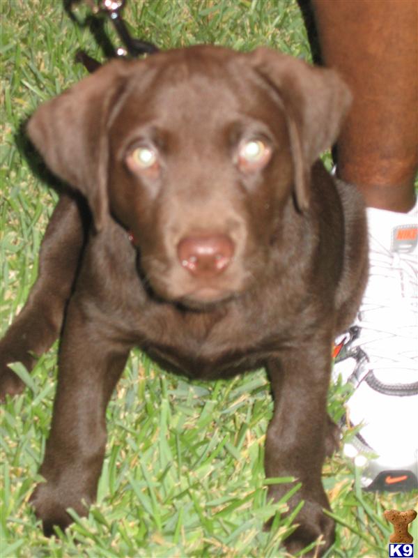 Dogs for Sale in TX