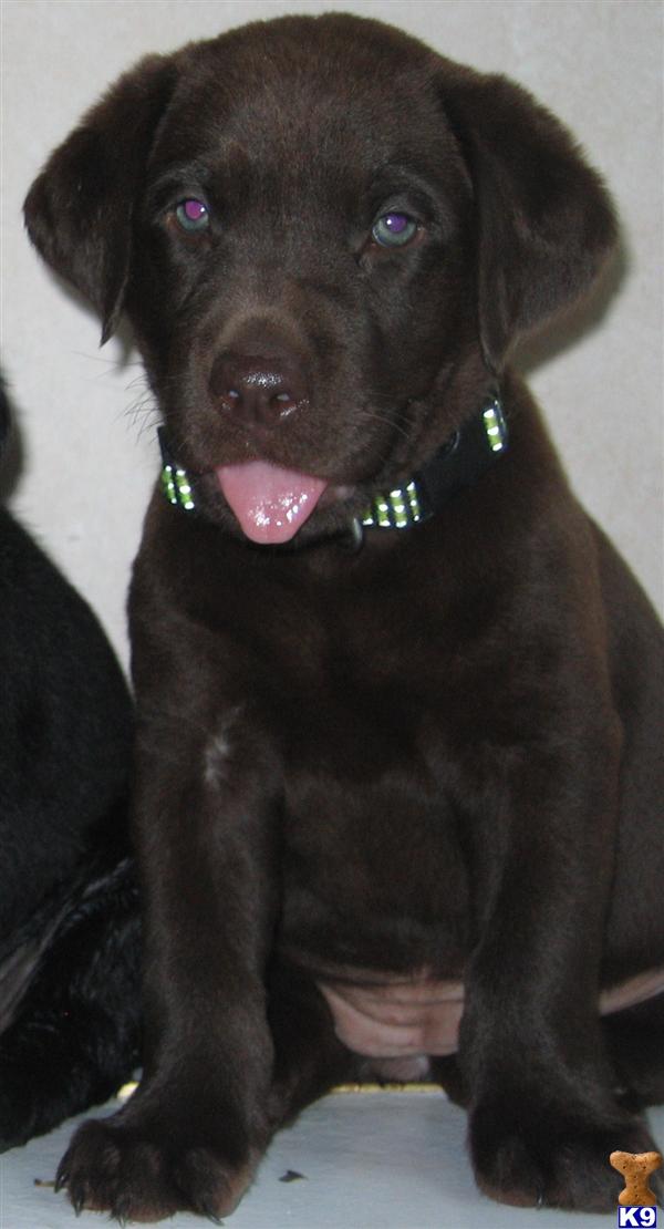 Labrador Retriever Puppies in TX