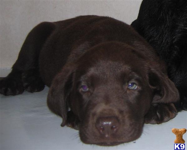 Puppies in Missouri city