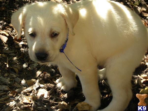 Puppies in TX