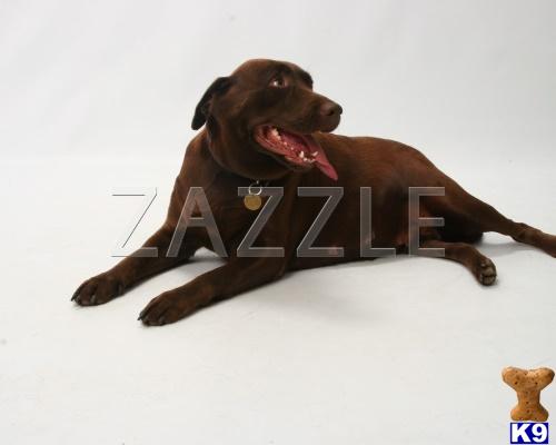Dogs for Sale in TX