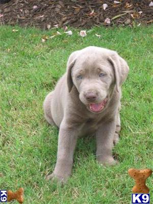 Puppies in Missouri city