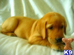 Puppies in Missouri city
