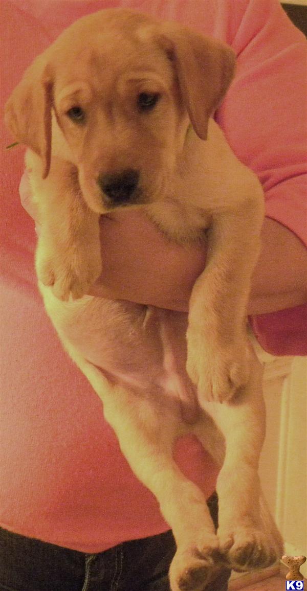 Labrador Retriever Puppies