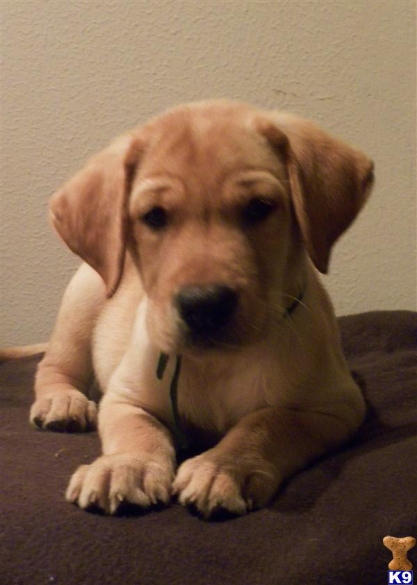 Puppies in Missouri city
