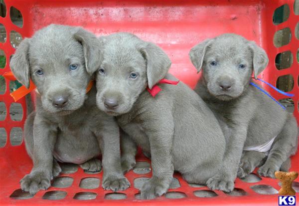 Puppies in Missouri city