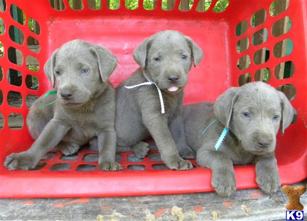 Puppies in Missouri city