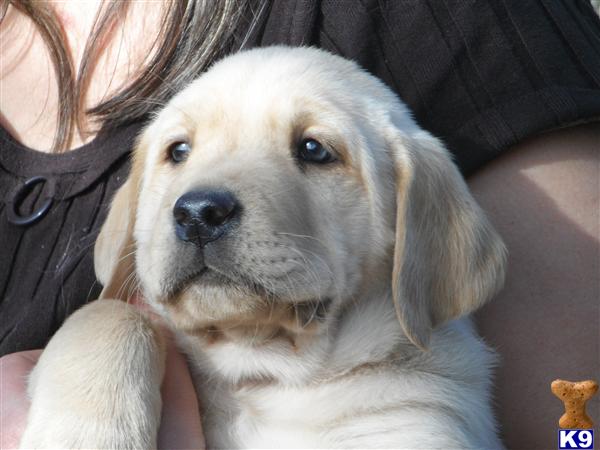 Puppies in TX