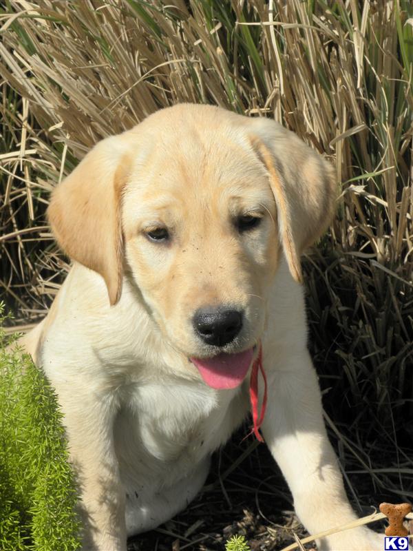 Puppies in Missouri city