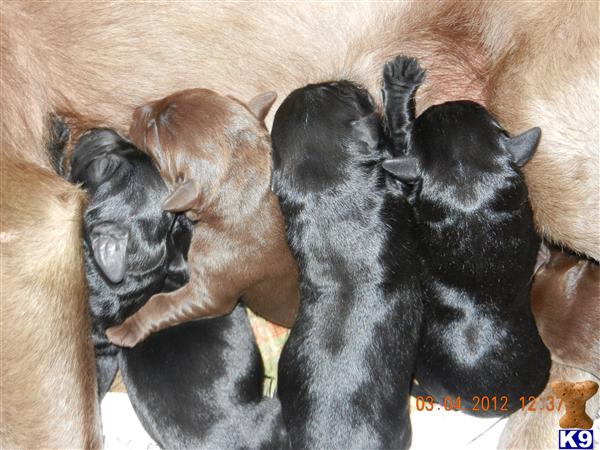 Puppies in Missouri city
