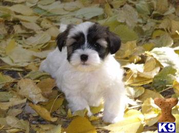Puppies in CO