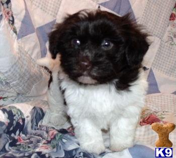 Puppies in CO