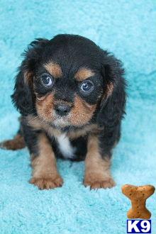 Puppies in Delta