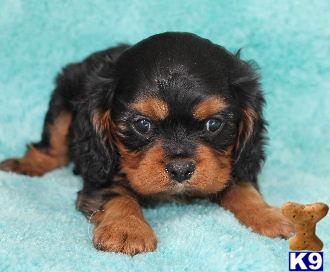 Puppies in Delta