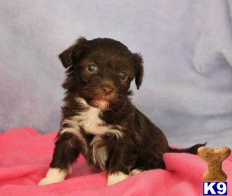 Havanese Puppies
