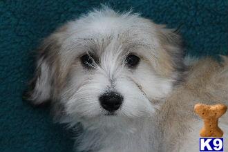 Puppies in Delta