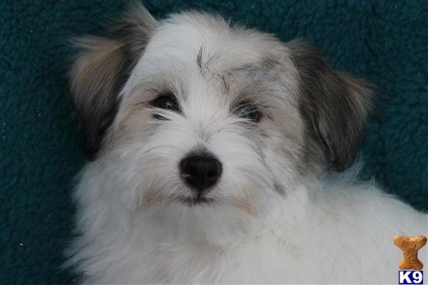 Puppies in Delta