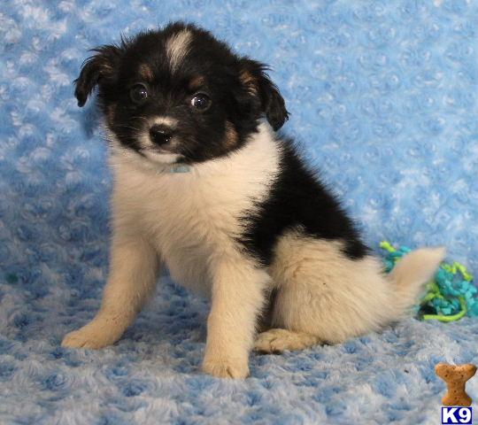 Puppies in Delta