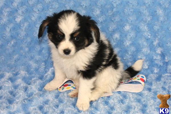 Puppies in Delta