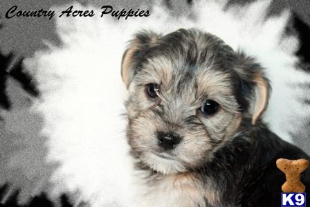 golden retriever puppies for sale in pa. golden retrievers, boxers,