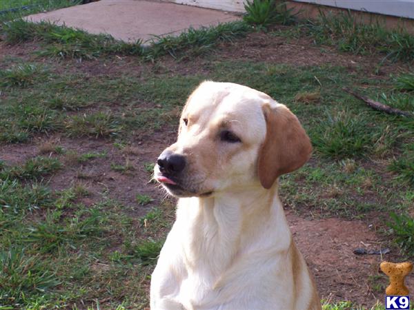 Stud Dogs - Labrador Retriever