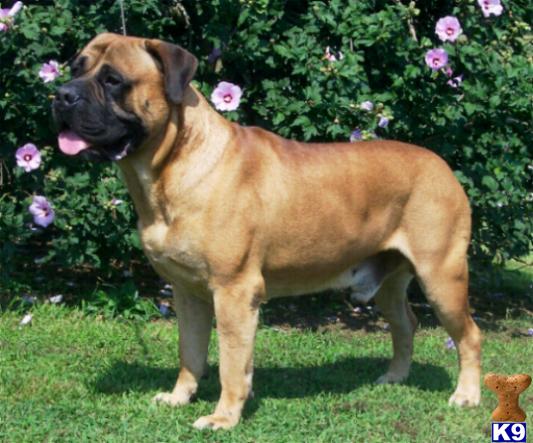 Stud Dogs - Bullmastiff
