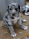 Catahoula