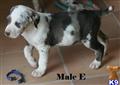 Catahoula