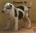 Catahoula