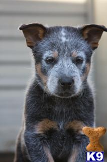 Australian Cattle Dog Puppies for Sale