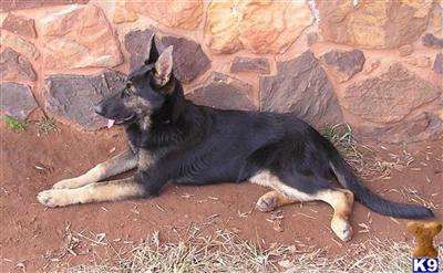 Dogs - German Shepherd