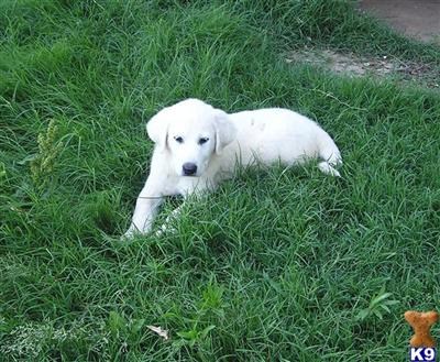 Great Pyrenees Puppies for Sale