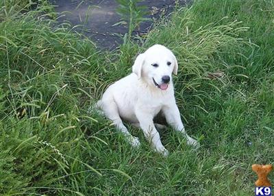 Great Pyrenees Puppies for Sale