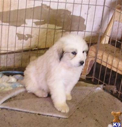 Great Pyrenees Puppies for Sale