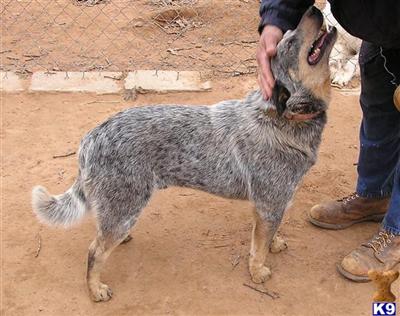 Dogs for Sale in OK