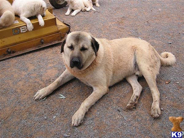 kangal price great pyrenees puppies for sale working guard dogs pyr breeders breeds picture kangal price great pyrenees puppies for sale working guard dogs pyr breeders breeds picture