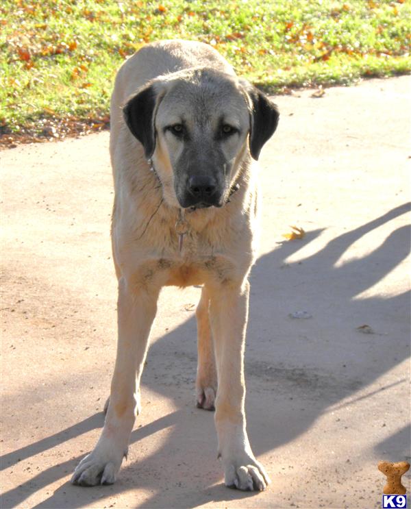 dogs for sale in oklahoma document moved dogs for sale in oklahoma document moved