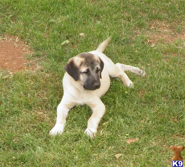 Puppies in Chandler