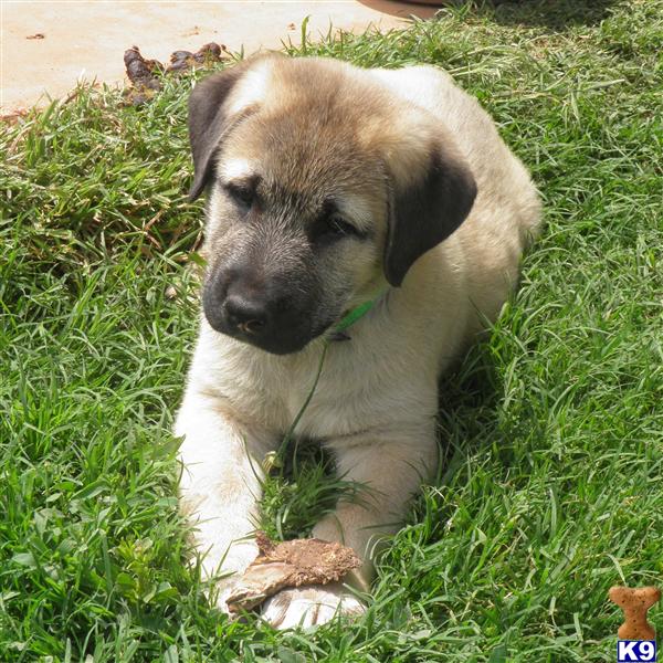 Puppies in Chandler