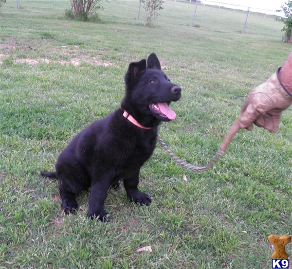 Puppies in OK