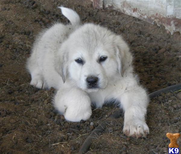 Puppies in Chandler