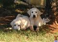Great Pyrenees