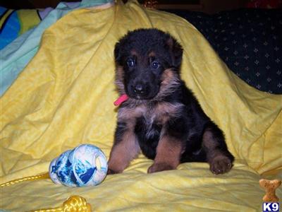 Puppies in IL