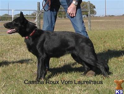 German Shepherd Puppies in TX