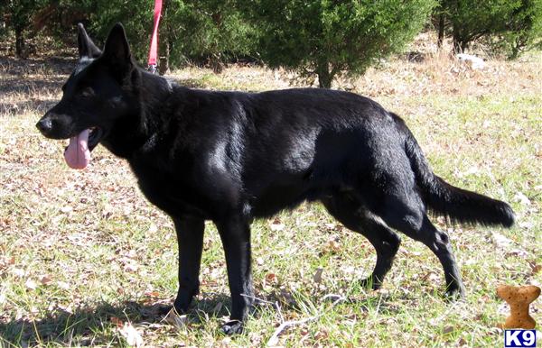 German Shepherd Puppies in TX