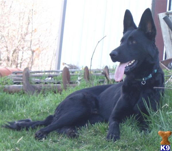 German Shepherd Puppies in TX