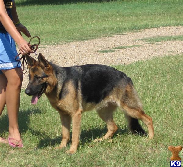 German Shepherd Puppies in TX