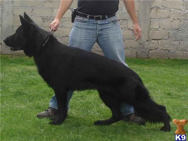 German Shepherd Puppies in TX