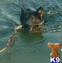 Dogs - German Shepherd