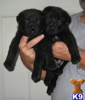 German Shepherd Puppies in TX
